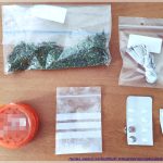 20082020dendrillia002