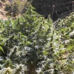 02092020kritikan001s