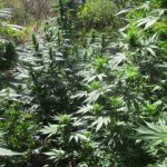 02092020kritikan003s