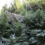 02092020kritikan005s