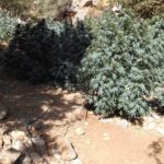 02092020kritikan007s