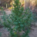 04092020gadafyteia003