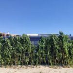 06092020prevezafyteia001s