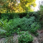 06092020prevezafyteia002