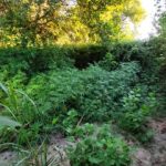 06092020prevezafyteia002s