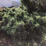 07092020kannabhreuymno001