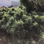 07092020kannabhreuymno001s