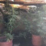 07092020kannabhreuymno002s