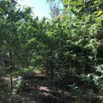 07092020kannabhreuymno003