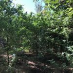 07092020kannabhreuymno003s