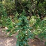 07092020messinia001s