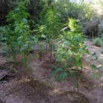 07092020messinia003s