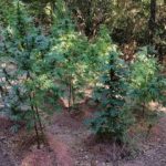 07092020messinia005s