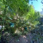 08092020kannabhkalabryta001s