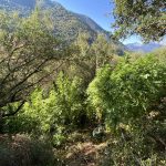 08092020kannabhkalabryta002