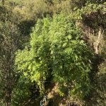 08092020kannabhkalabryta003