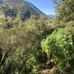 08092020kannabhkalabryta004s