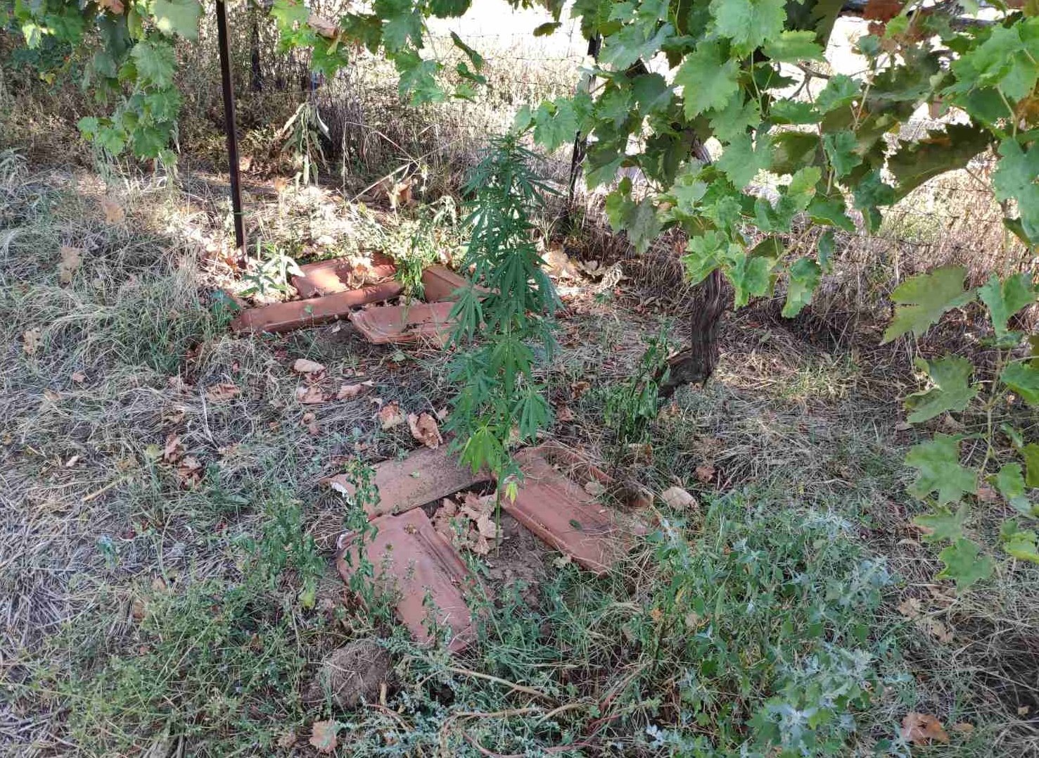 08092020kentrikimakedonia003