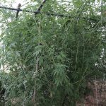 09092020ditikimak001