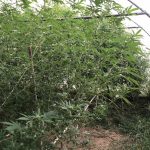 09092020ditikimak002