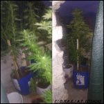 10092020stelad002