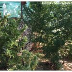 10092020sterellad004