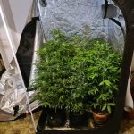 01022021amthrakna003