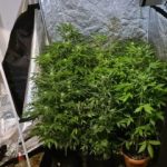 01022021amthrakna003s