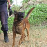 k9skyloi10