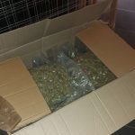 14042022dendrulliagada002