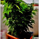 30042022kannavisterea