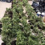 26122022narkotikathes001