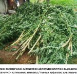 Κατάσχεση δενδρυλλίων κάνναβης ΤΑ Αλεξάνδρειας