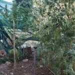 26.9.2023 korinthia-narkwtika-sillipsi (2)