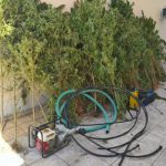 Κατάσχεση δενδρυλλίων κάνναβης ΑΤ Παιονίας