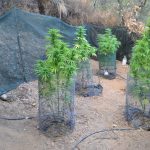 01.08.2024_ΦΥΤΕΙΑ ΧΕΡΣΟΝΗΣΟΣ (1)