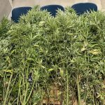 01.08.2024_ΦΥΤΕΙΑ ΧΕΡΣΟΝΗΣΟΣ (3)