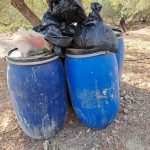 κανναβη 2