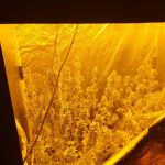 Συνελήφθη άνδρας στο Αγρίνιο για καλλιέργεια και κατοχή ναρκωτικών (3)