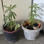 31.5.2025 argolida-arkadia-korinthia-astynomikes epixeirhseis