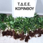 1.6.2025 korinthia-kalliergia kannavhs-sillipsi foto 1