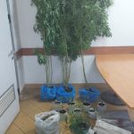 7-6-2025 Σύλληψη για καλλιέργεια και κατοχή ναρκωτικών (2)