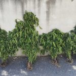 Κατάσχεση 1 από 2 ΤΔΕΕ Κιλκίς