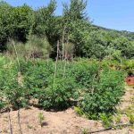 28.7.2025-lakonia-entopismos fyteias kannavis