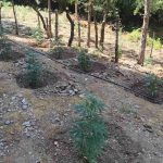 28.7.2025-lakonia-entopismos fyteias kannavis (4)