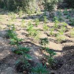 Κατάσχεση δενδρυλλίων κάνναβης ΤΔΕΕ Κιλκίς