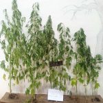 04082025dytmakedkannabi