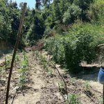 Κατάσχεση δενδρυλλίων κάνναβης ΑΤ Παιονίας