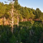 11.9.2025-korinthia-entopismos fyteias-syllipseis (3)