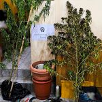 24102025stereakannabi